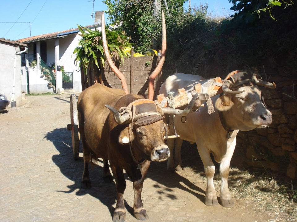 Junta de Freguesia de Viana do Alentejo